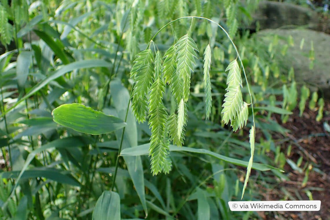 Plattährengras (Chasmanthium latifolium)