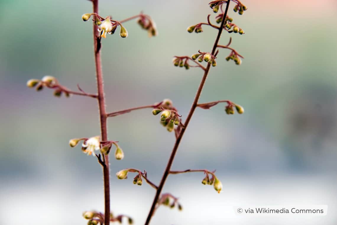 Purpurglöckchen (Heuchera 'Mocha')