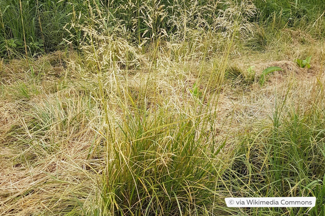 Rasenschmiele (Deschampsia cespitosa)