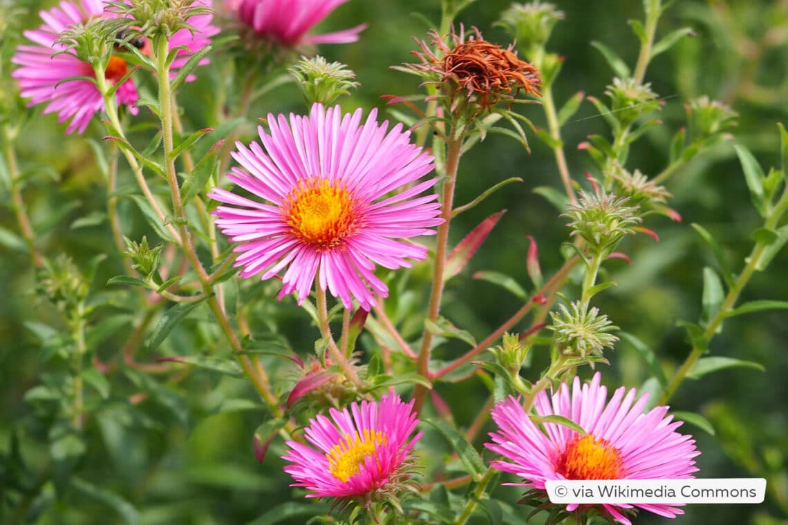 Raublattaster (Symphyotrichum novae-angliae 'Rudelsburg')