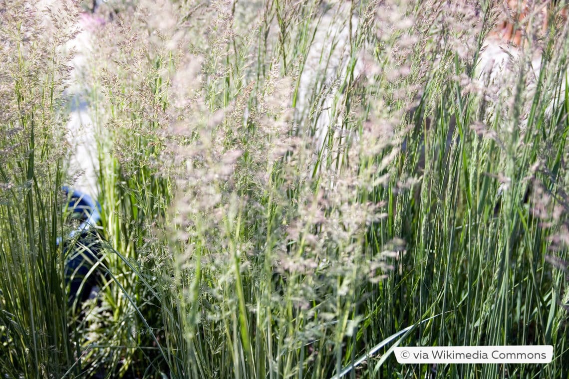 Reitgras (Calamagrostis x acutiflora 'Karl Foerster')