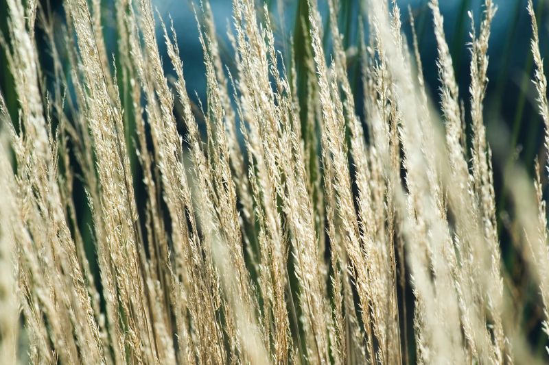 Reitgras (Calamagrostis x acutiflora)