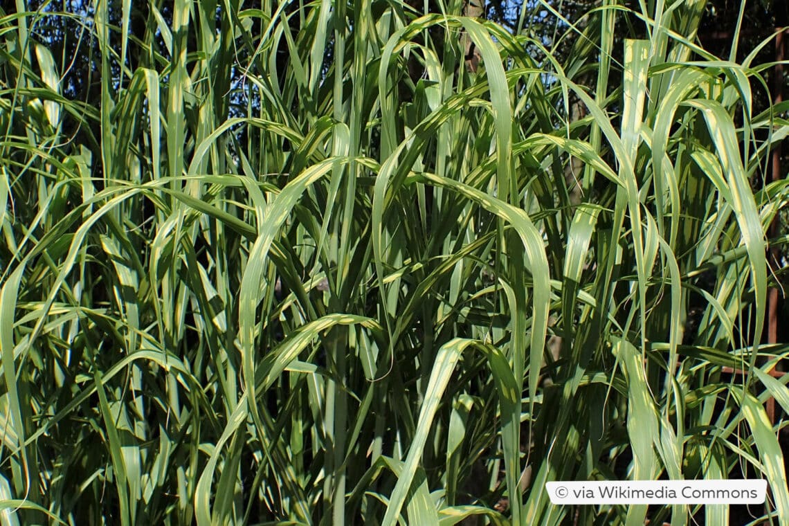 Riesen-Chinaschilf (Miscanthus x giganteus)