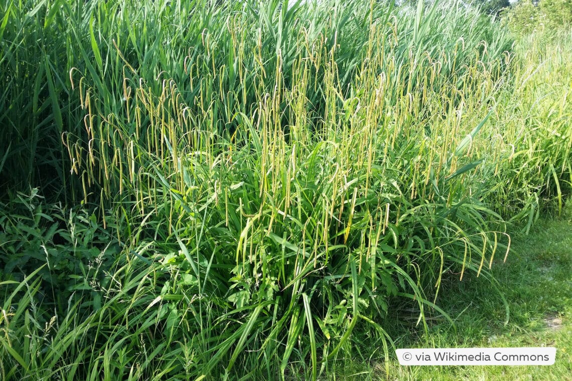 Riesen-Segge (Carex pendula)