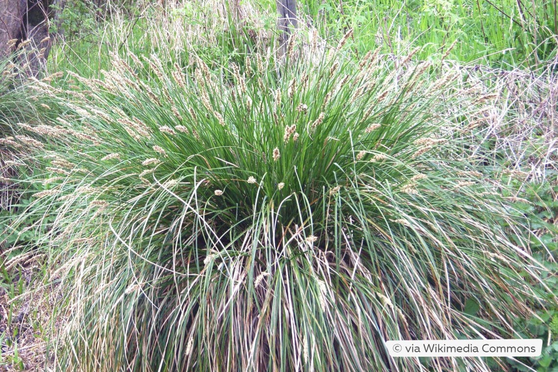 Rispen-Segge (Carex paniculata)