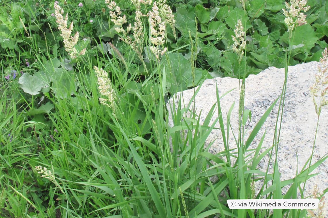 Rohr-Glanzgras (Phalaris arundinacea)