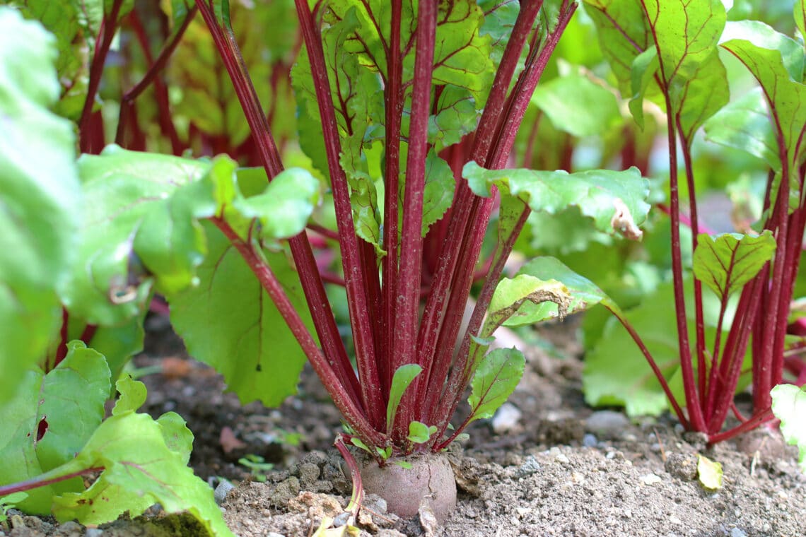 Rote Bete (Beta vulgaris subsp)