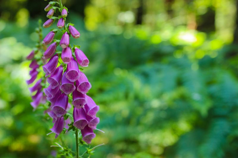 Roter Fingerhut (Digitalis purpurea)