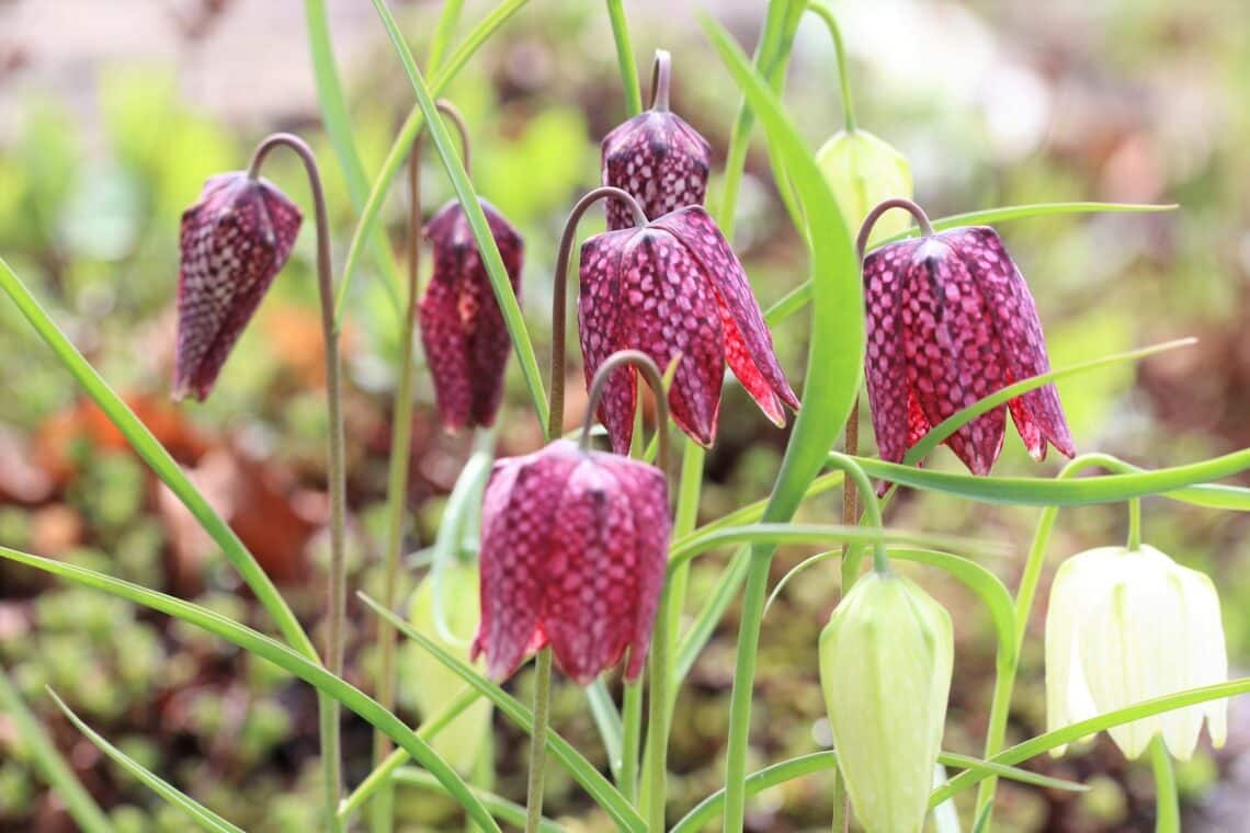 Schachbrettblume (Fritillaria meleagris)