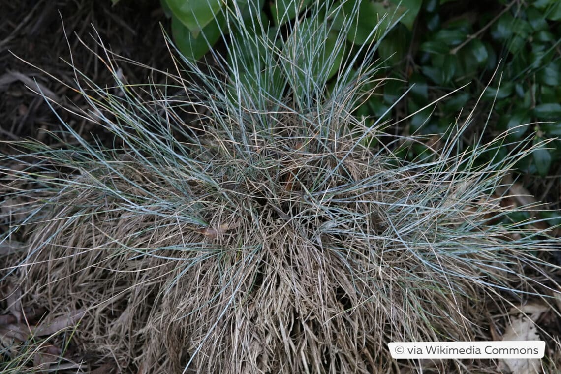 Schaf-Schwingel (Festuca ovina)