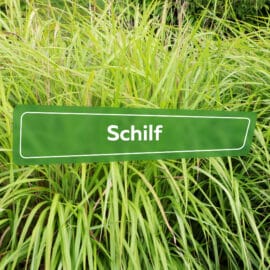 Schilf