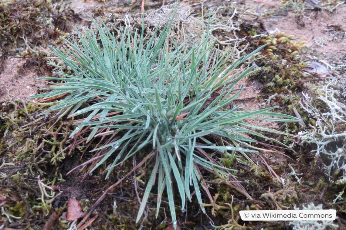 Schillergras (Koeleria glauca) 