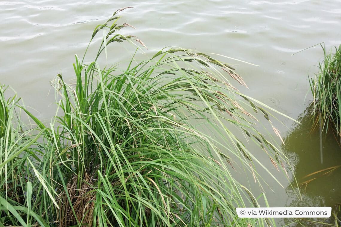 Schlank-Segge (Carex acuta)