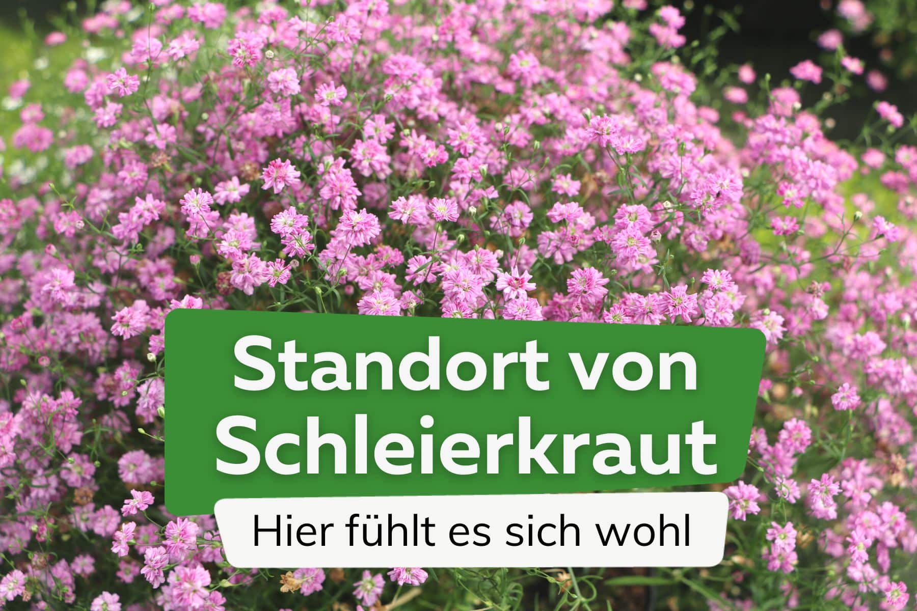 Standort von Schleierkraut (Gypsophila)