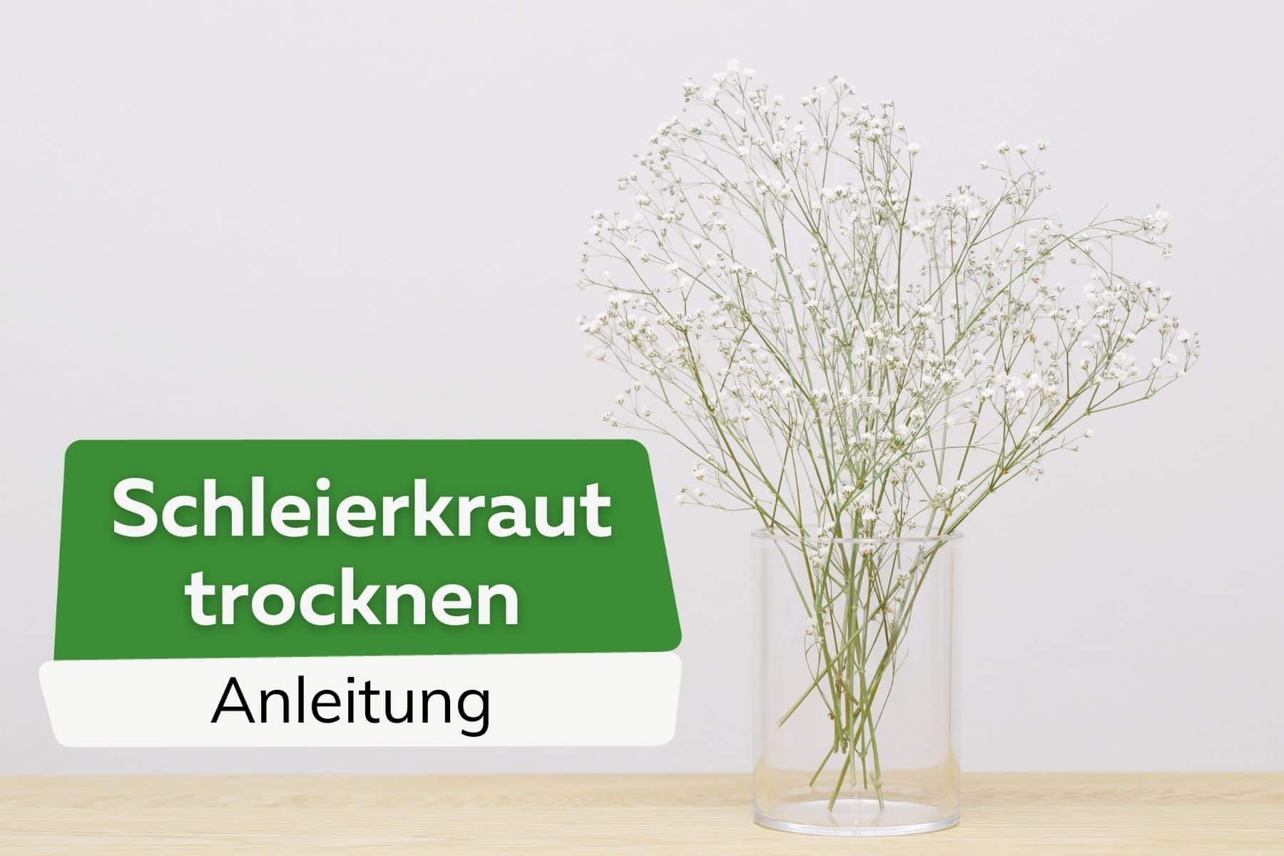 Schleierkraut trocknen Titel