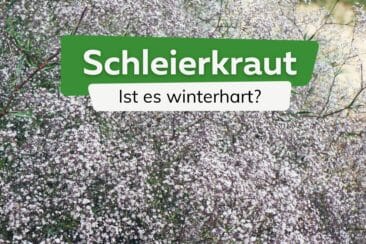 Schleierkraut winterhart Titel