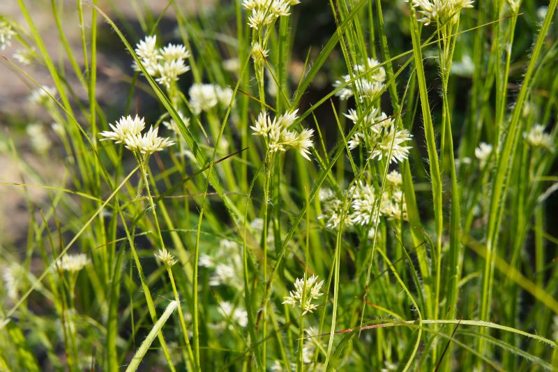 Schnee-Marbel (Luzula nivea)