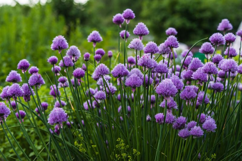 Schnittlauch (Allium schoenoprasum)