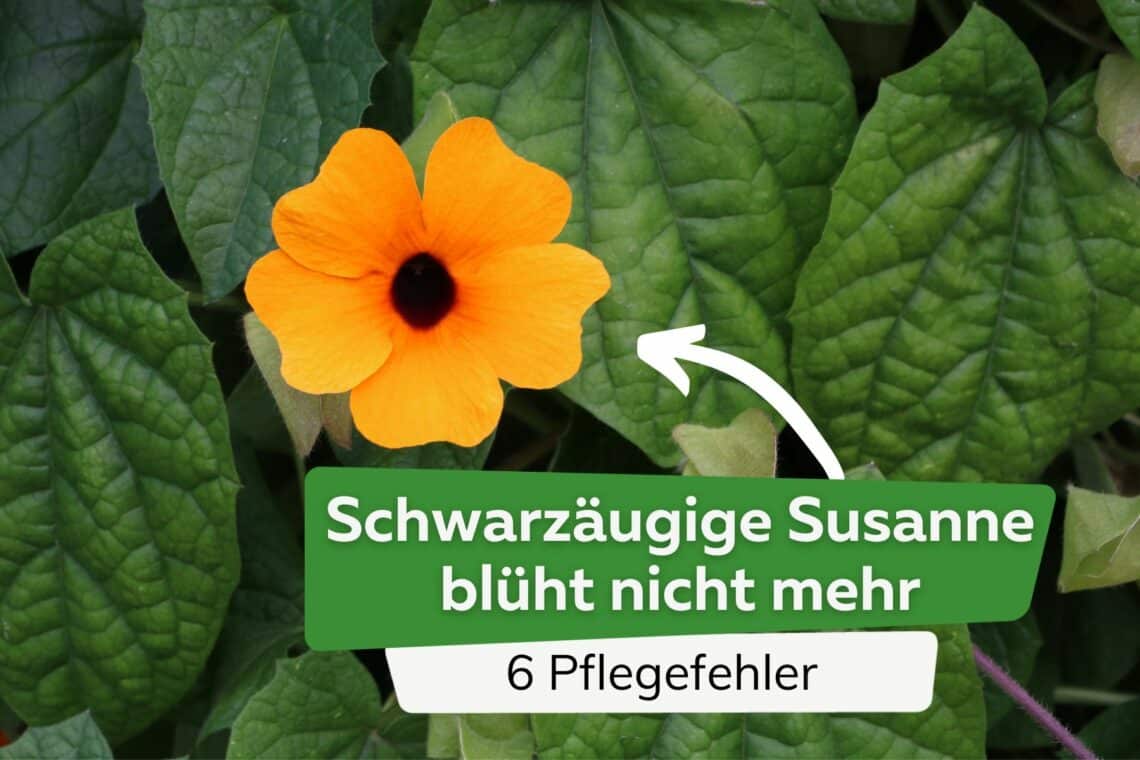 Schwarzäugige Susanne blüht nicht mehr Titel