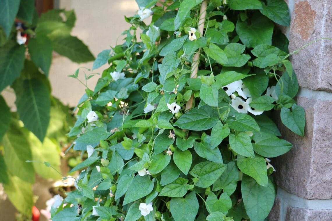 Schwarzäugige Susanne (Thunbergia alata)