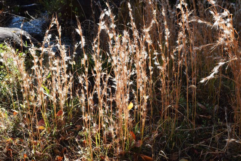 Silber-Bartgras (Andropogon ternarius)