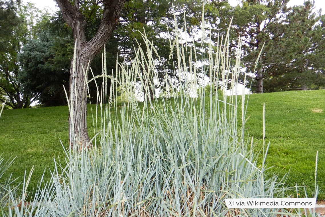 Standroggen (Leymus arenarius)