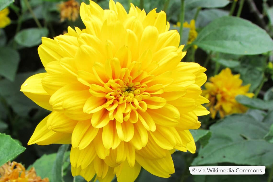 Staudensonnenblume (Helianthus decapetalus 'Loddon Gold')