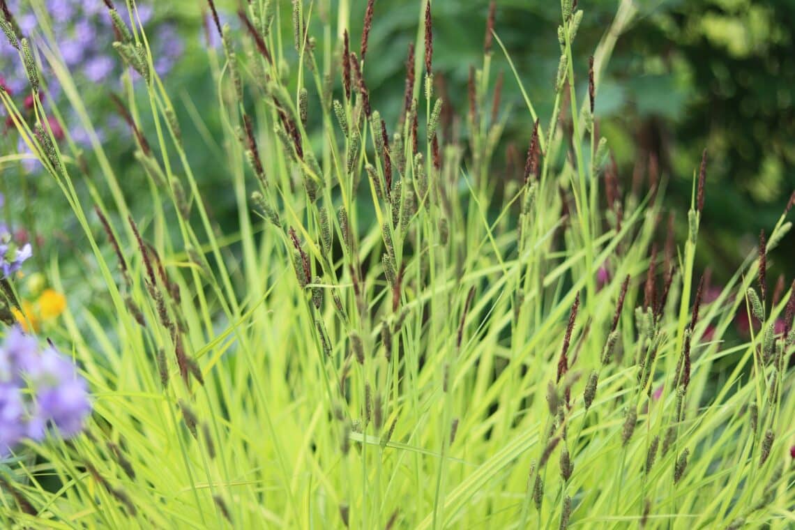 Steife Segge (Carex elata 'Bowles Golden')