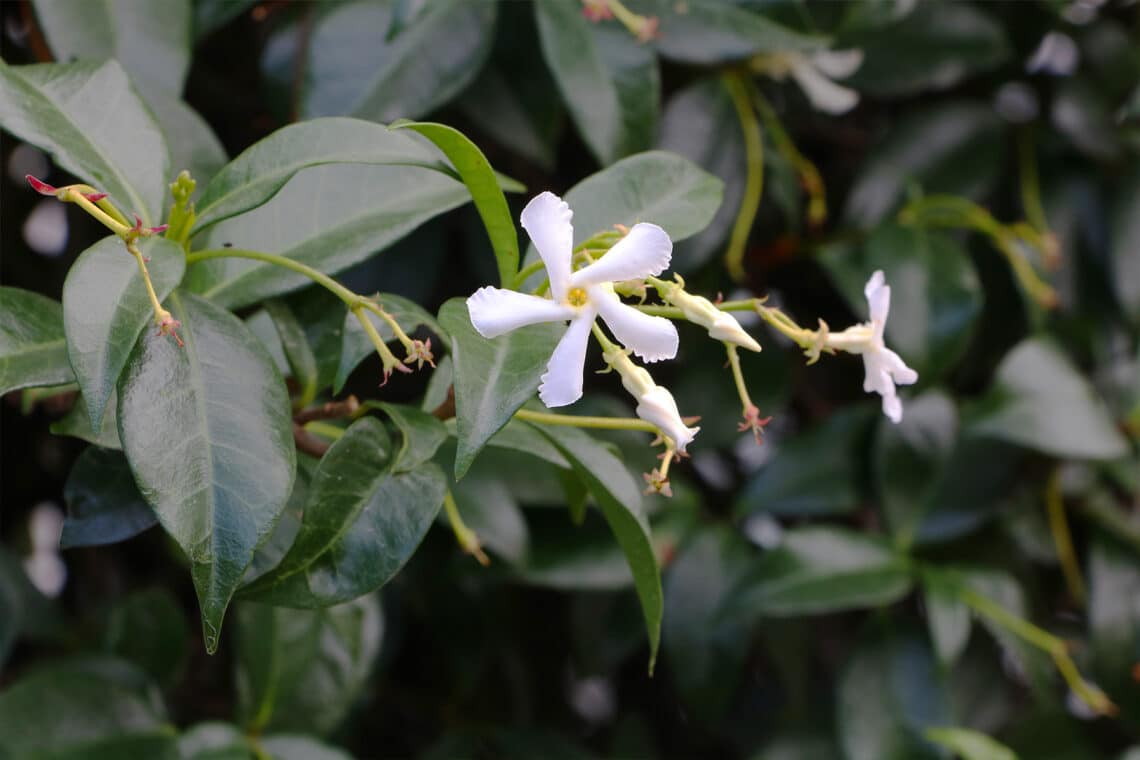 Sternjasmin (Trachelospermum jasminoides)