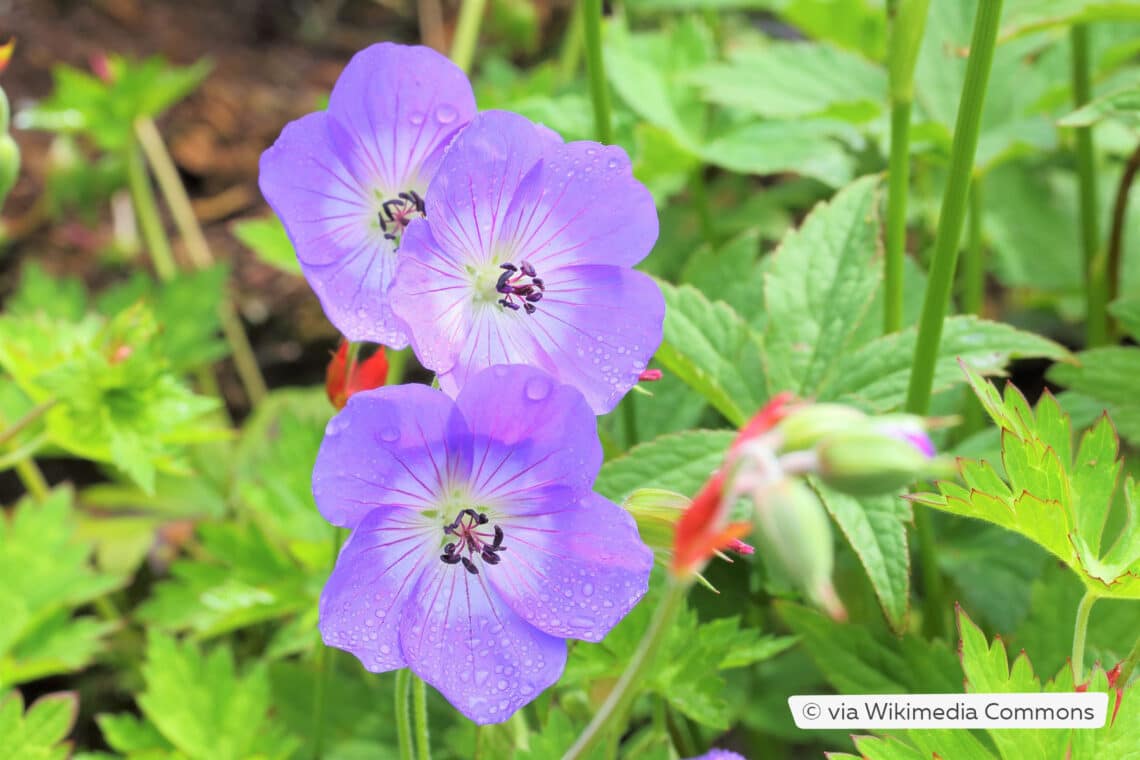 Storchschnabel (Geranium 'Rozanne')