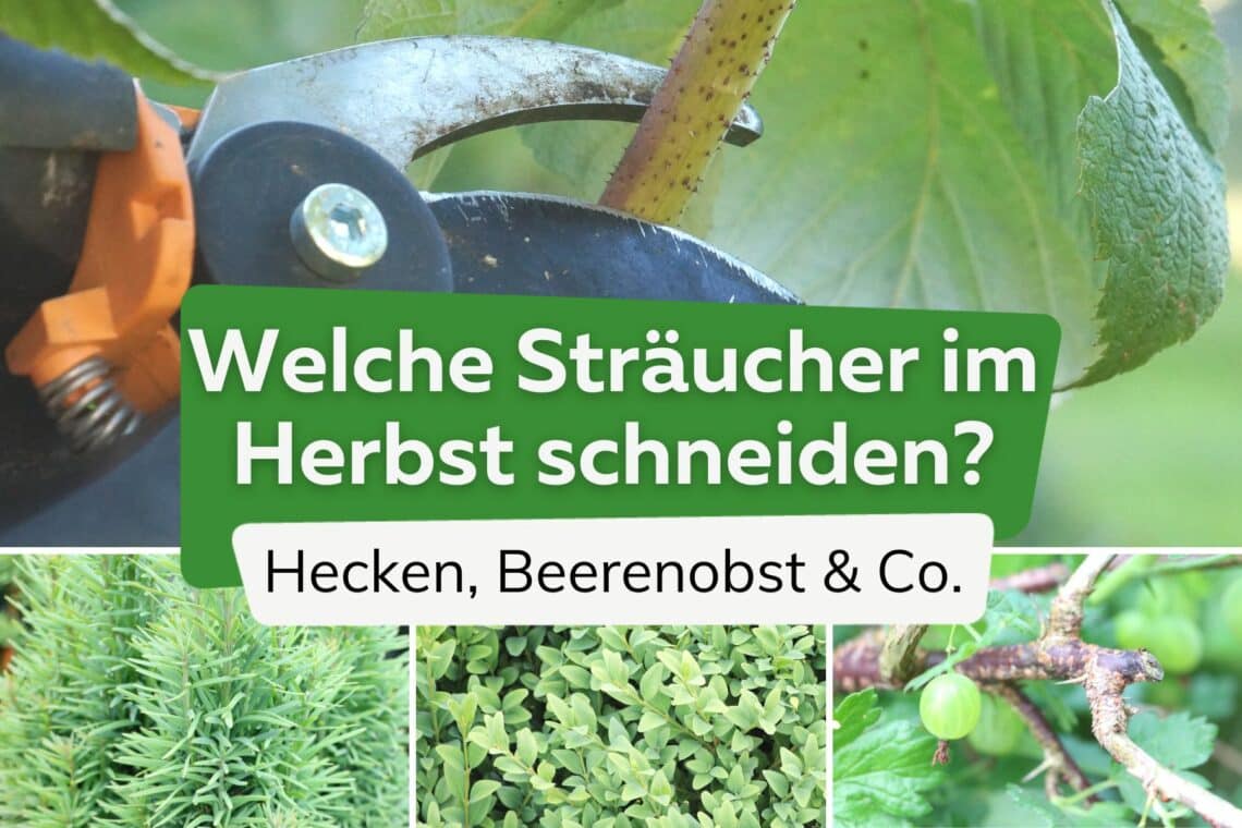 Sträucher im Herbst schneiden