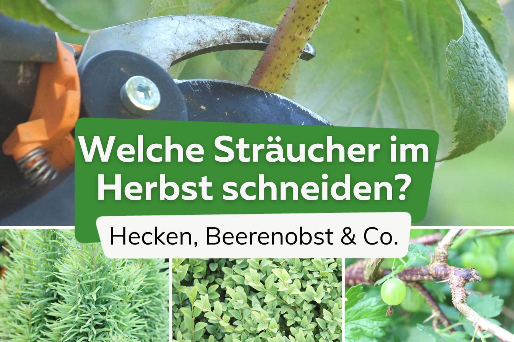 Sträucher im Herbst schneiden