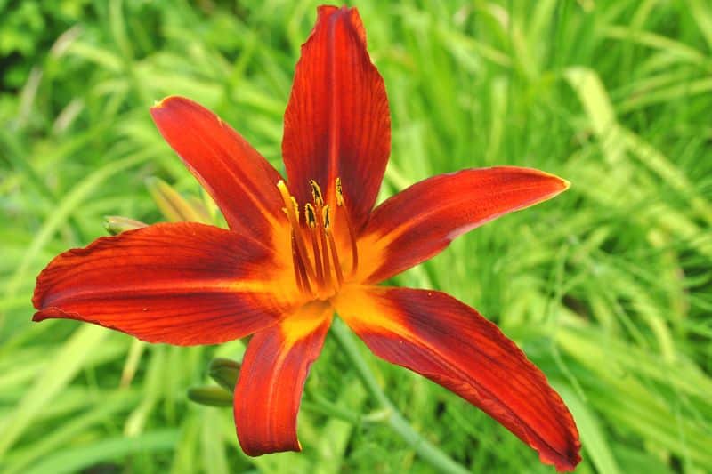 Taglilie (Hemerocallis 'Crimson Pirate')