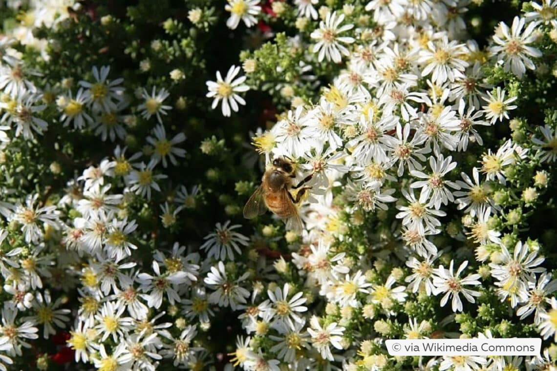 Teppich-Myrten-Aster (Symphyotrichum ericoides var. ericoides 'Schneegitter')