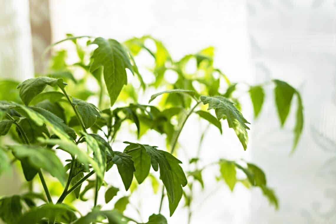 Tomatenpflanze im Winter am Fenster