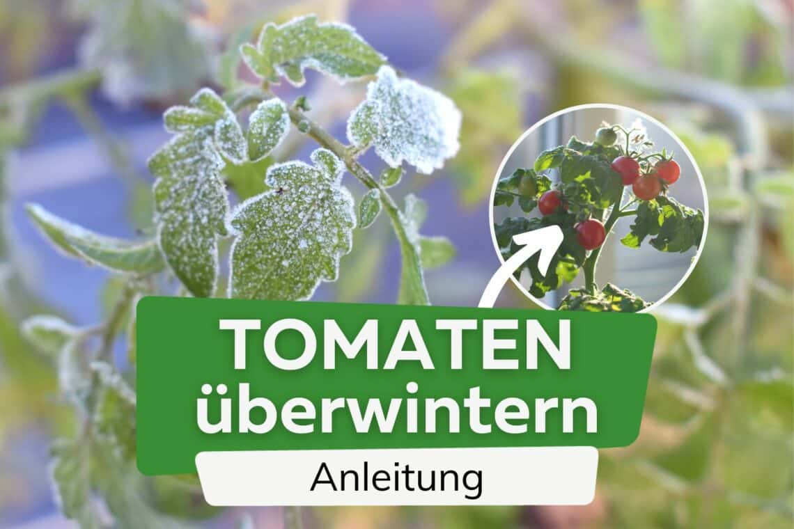 Tomatenpflanzen überwintern