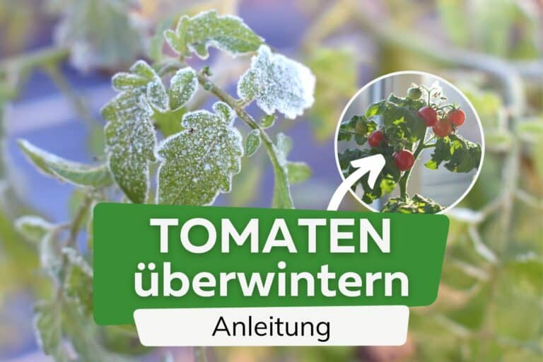 Tomaten welche Temperatur benötigen sie nachts mindestens?