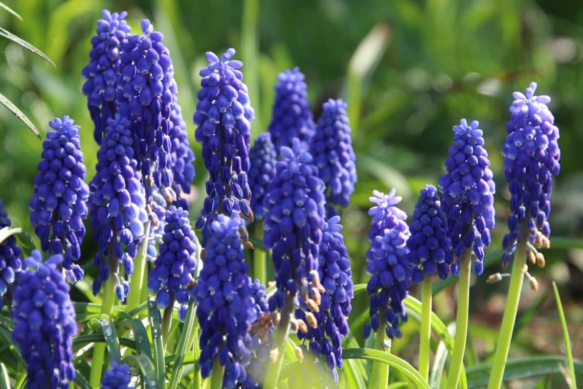 Traubenhyazinthen (Muscari)