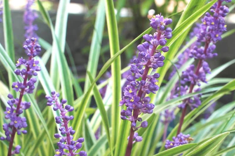 Traubenlilie (Liriope muscari)