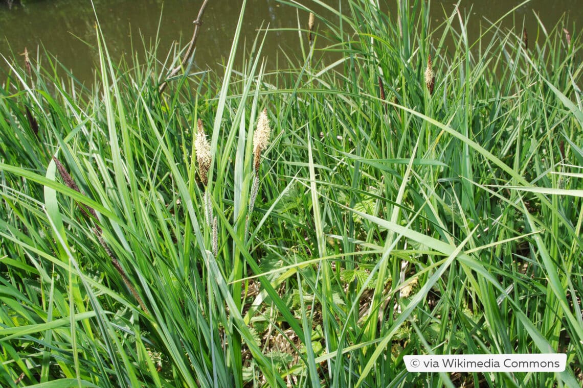 Ufer-Segge (Carex riparia)