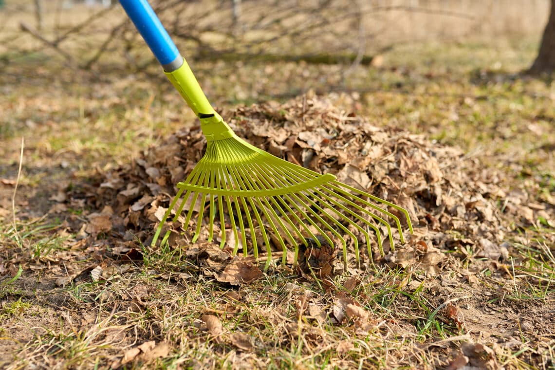 vertrocknetes Gartenlaub mit einem Rechen zusammen rechen