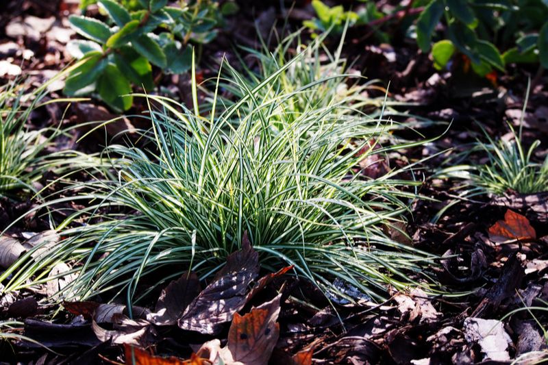 Vogelfuß-Segge (Carex ornithopoda) 