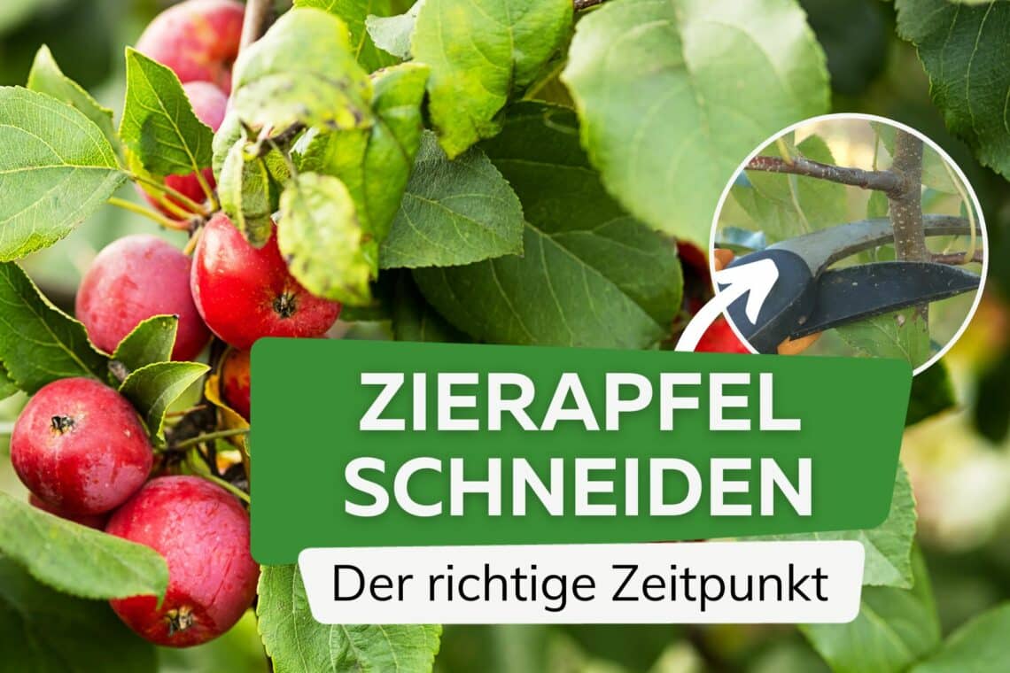 Wann Zierapfel schneiden?