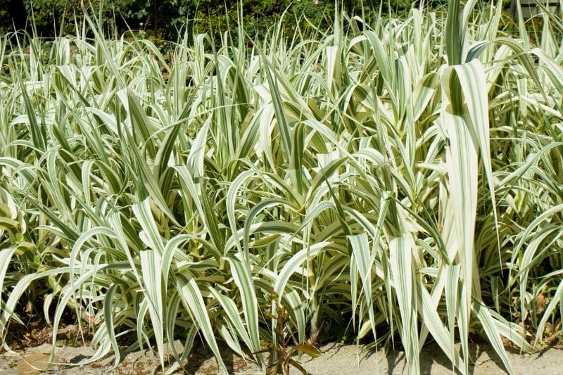 Weißbuntes Pfahlrohr (Arundo donax 'Variegata')