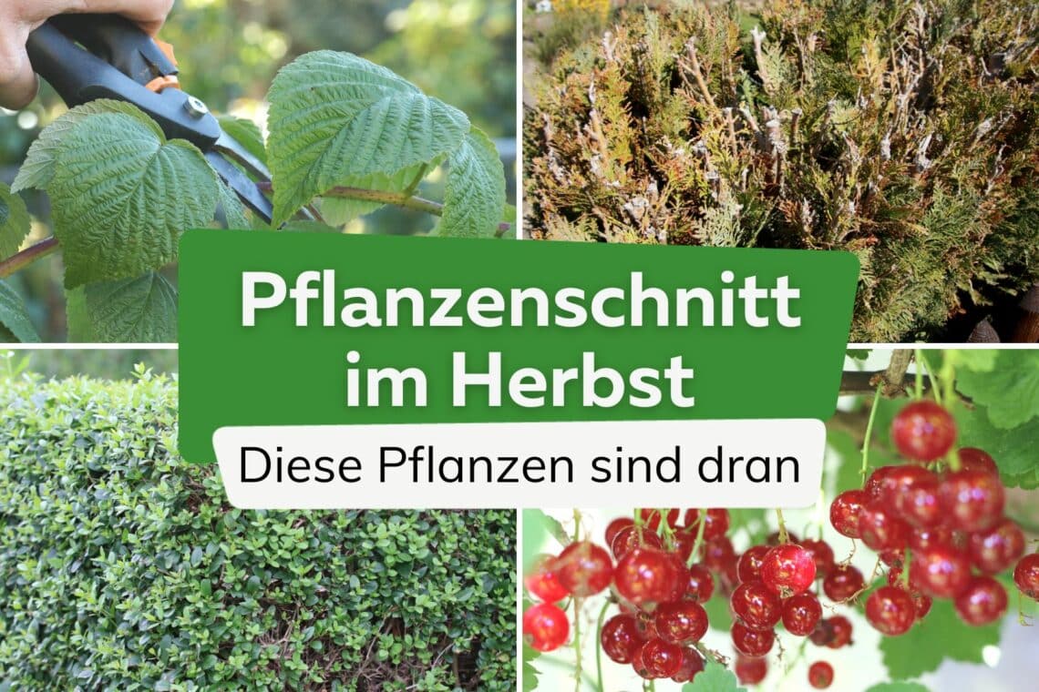 Pflanzen im Herbst schneiden