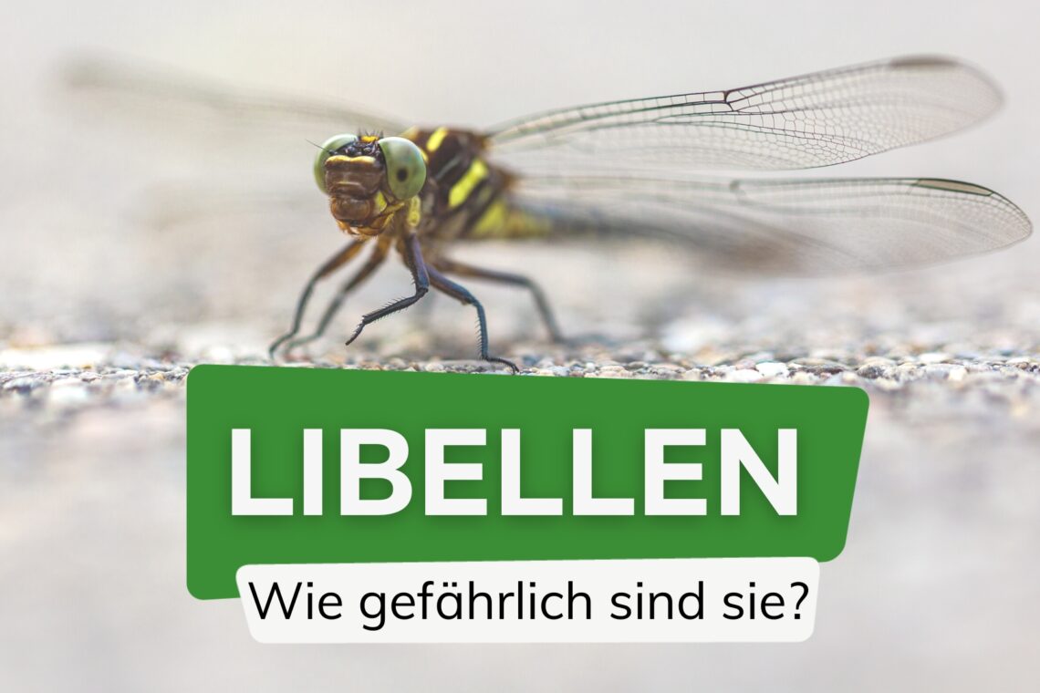 Wie gefährlich sind Libellen für uns?