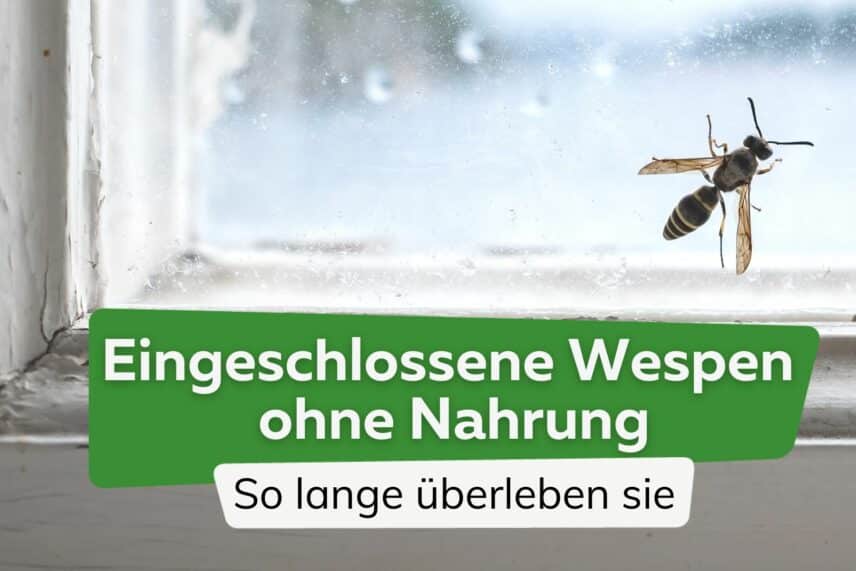 Wespennest Bauzeit: wann bauen Wespen Nester?