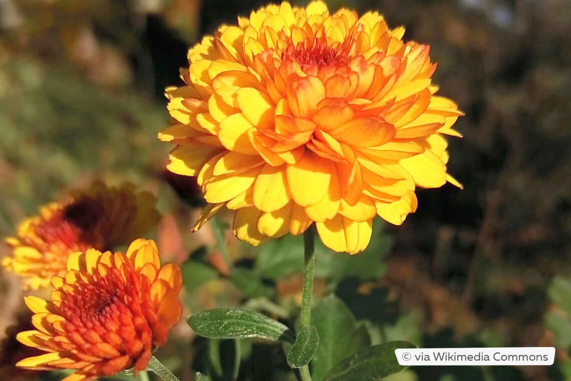 Winteraster (Chrysanthemum x grandiflorum)