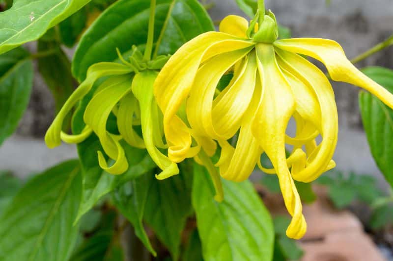 Ylang-Ylang (Cananga odorata)