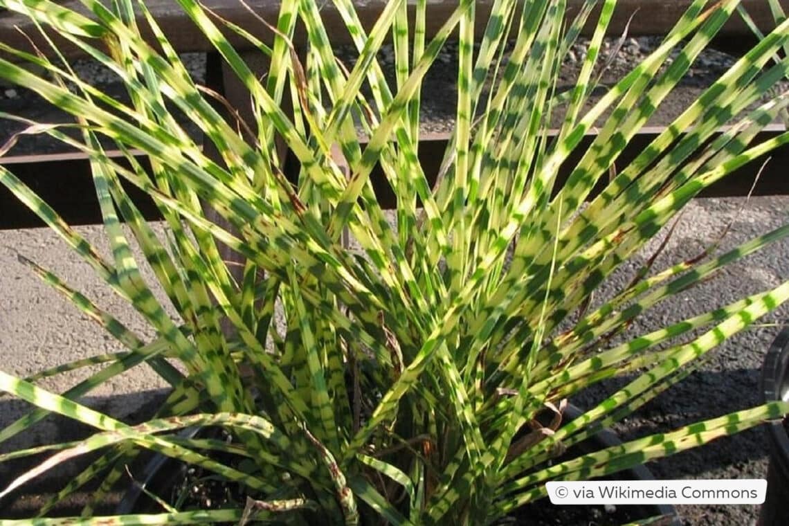 Zebraschilf (Miscanthus sinensis 'Gold Bar')